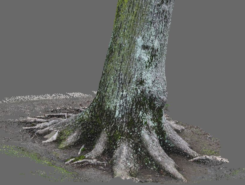 tree-trunk